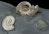 Iridescent Ammonite Fossils Mounted In Shale - x #38234-2